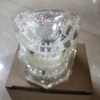 Dental Implant Teaching Model for Student Studying