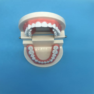 Student Teaching Teeth Model