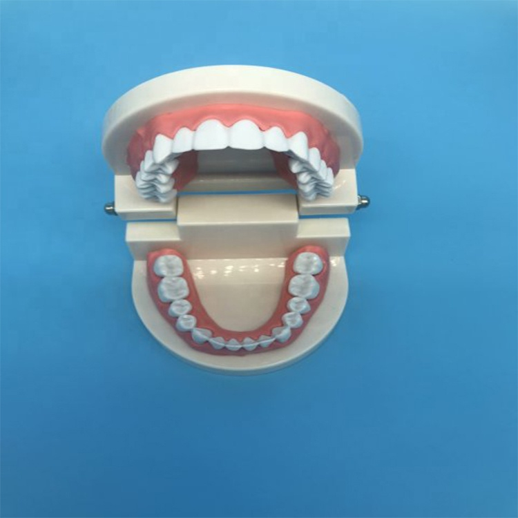 Student Teaching Teeth Model