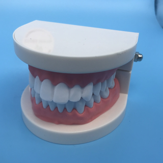 dental orthodontic teeth study model for teaching/typodont
