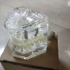 Dental Implant Teaching Model for Student Studying