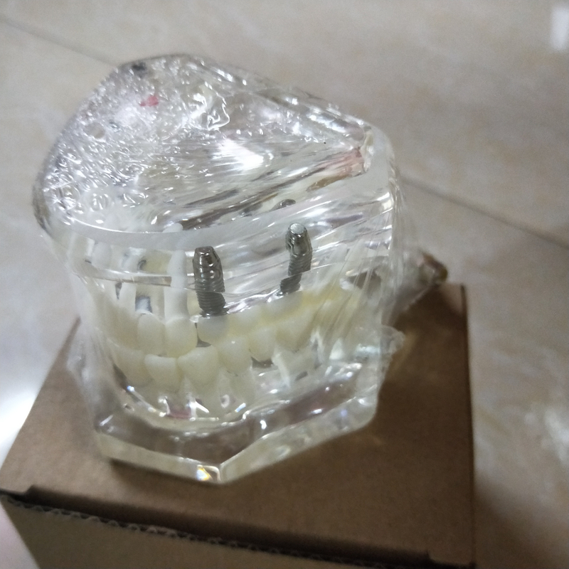 Dental Implant Teaching Model for Student Studying