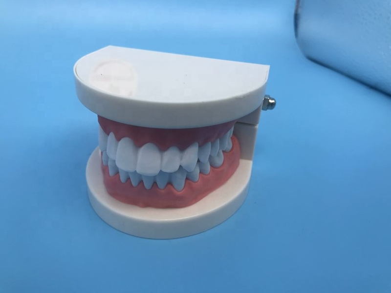 Student Teaching Teeth Model