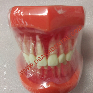Dental Shape Teaching Model Natural size model (Removable)/Denture Teaching Model