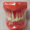 Dental Shape Teaching Model Natural size model (Removable)/Denture Teaching Model