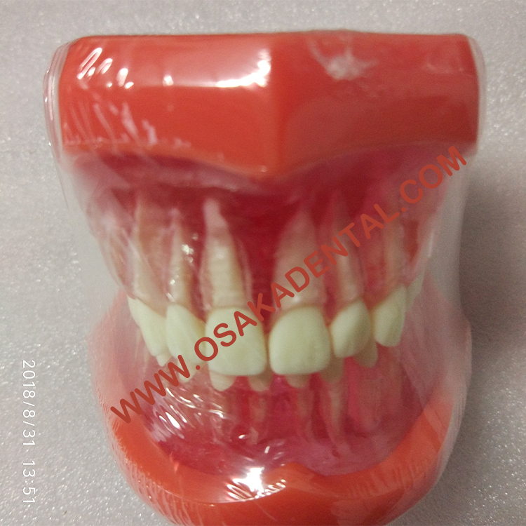 Dental Shape Teaching Model Natural size model (Removable)/Denture Teaching Model
