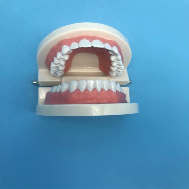 Student Teaching Teeth Model