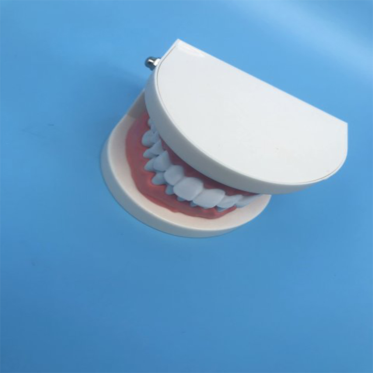 Student Teaching Teeth Model
