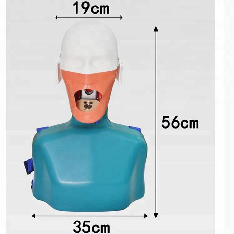 Senior Dental Teeth Teach and Study Manikin Head Model