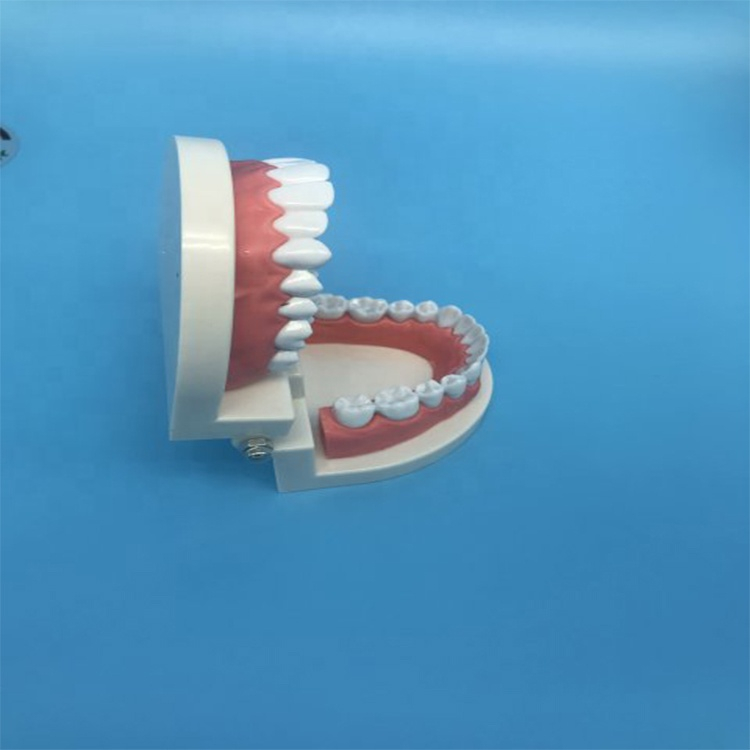Student Teaching Teeth Model