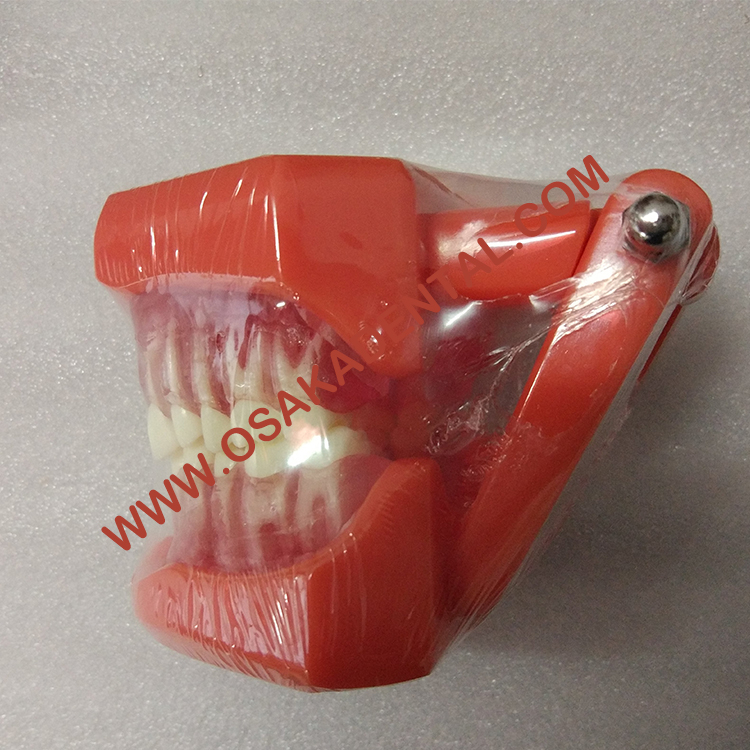 Dental Shape Teaching Model Natural size model (Removable)/Denture Teaching Model