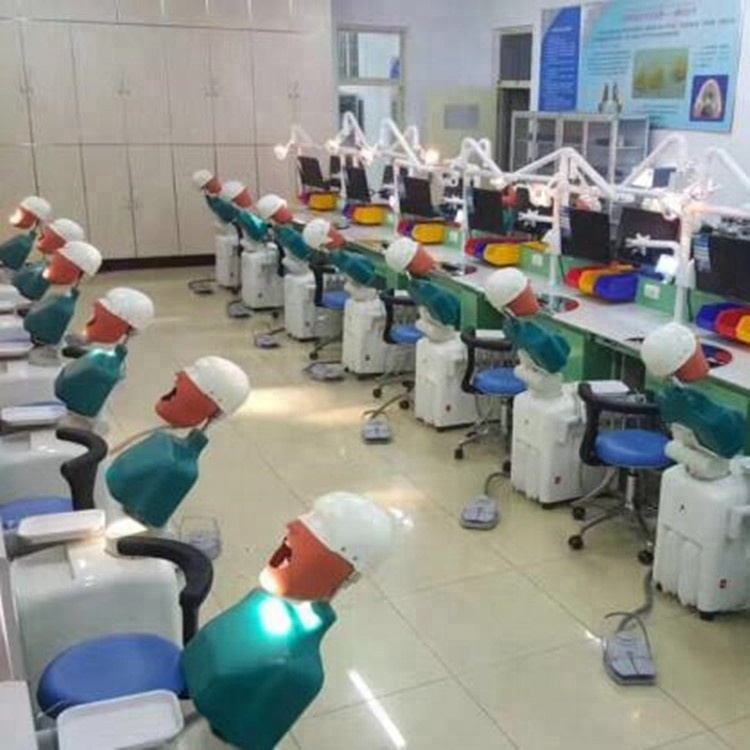 Senior Dental Teeth Teach and Study Manikin Head Model