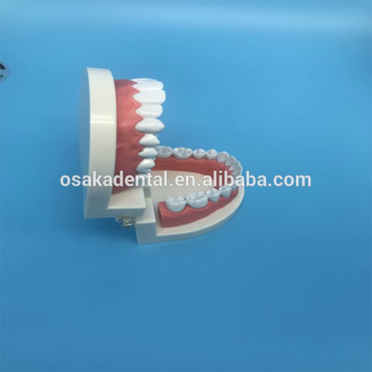 Student Teaching Teeth Model
