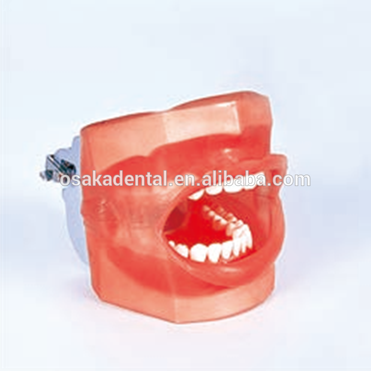 A Dental Simple Manikin with Water Drain