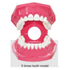 Dental Tooth model for Teaching and Training