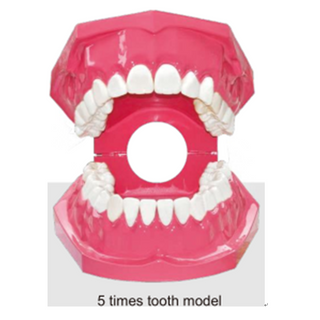 Dental Tooth model for Teaching and Training