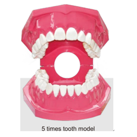 Dental Tooth model for Teaching and Training