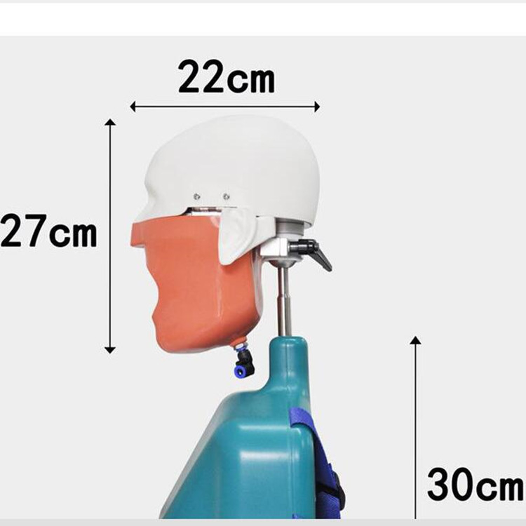 Senior Dental Teeth Teach and Study Manikin Head Model