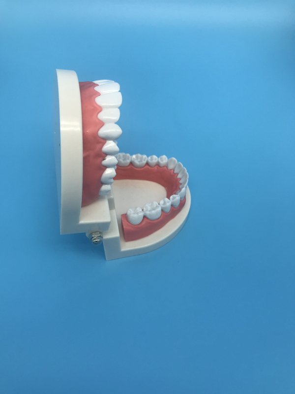 dental orthodontic teeth study model for teaching/typodont