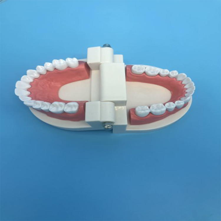 Student Teaching Teeth Model