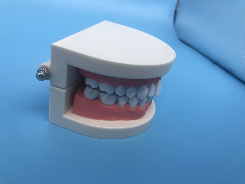 dental orthodontic teeth study model for teaching/typodont