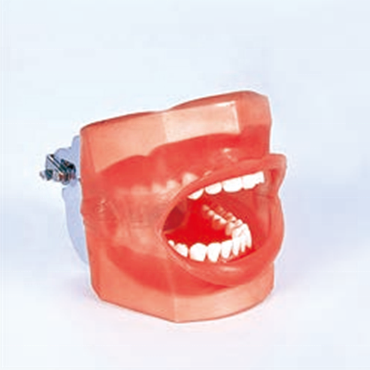 A Dental Simple Manikin with Water Drain