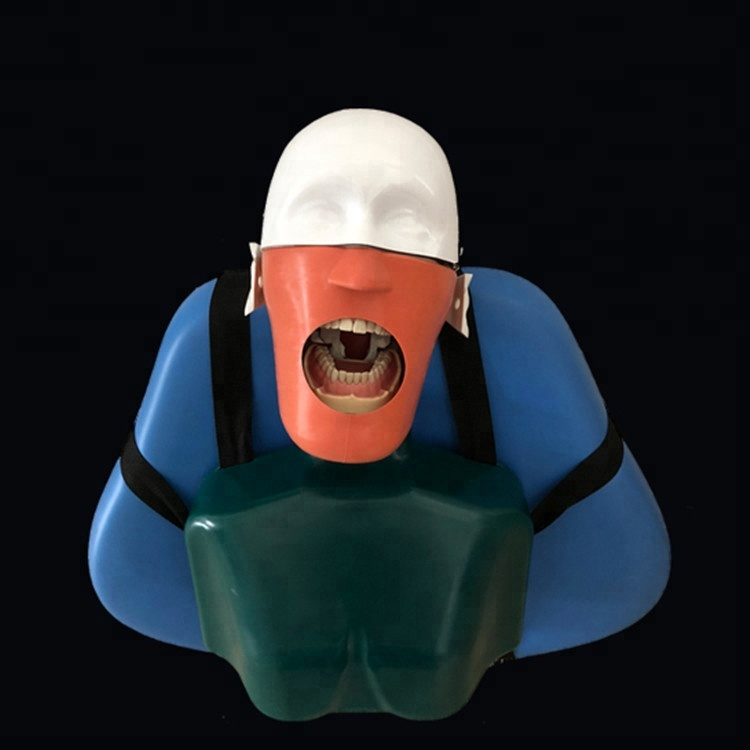 Senior Dental Teeth Teach and Study Manikin Head Model