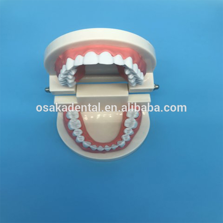 Student Teaching Teeth Model